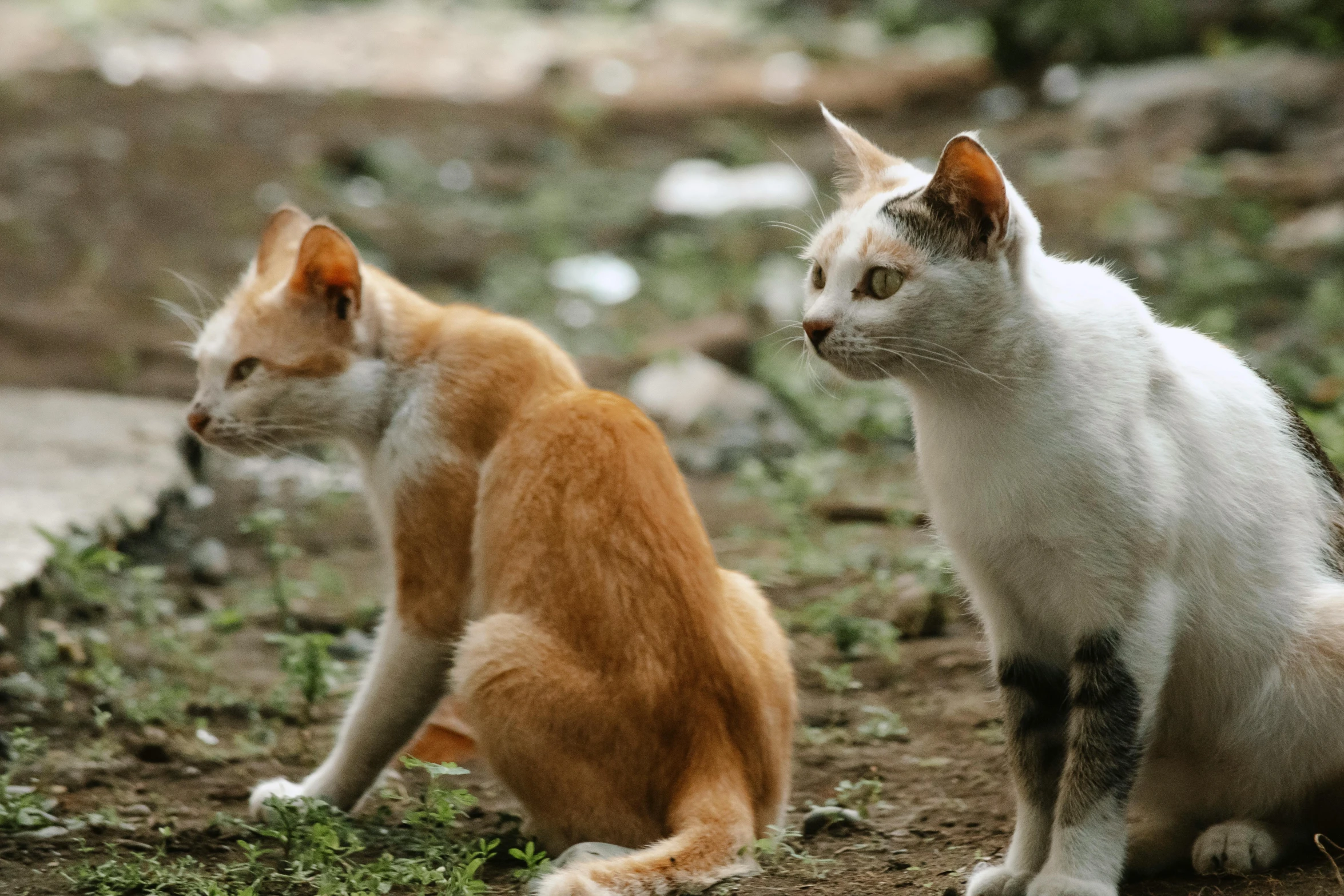 the two cats are sitting next to each other