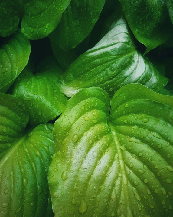 some green plants with water droplets and small leaves