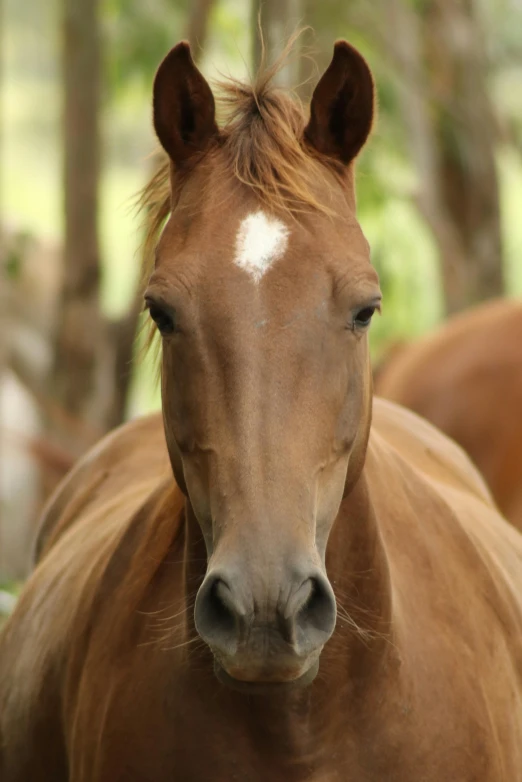 a brown horse with a white spot on it's forehead