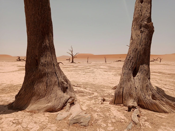 two small trees in the middle of a sandy field
