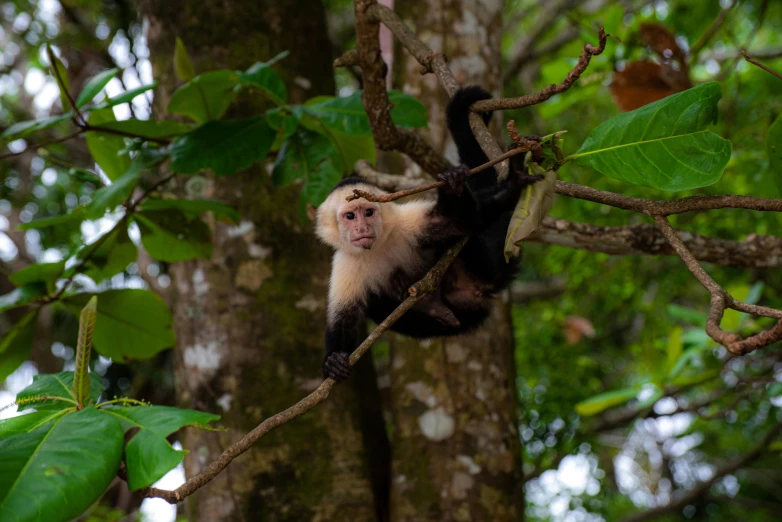 a monkey is in a tree nch swinging at the camera