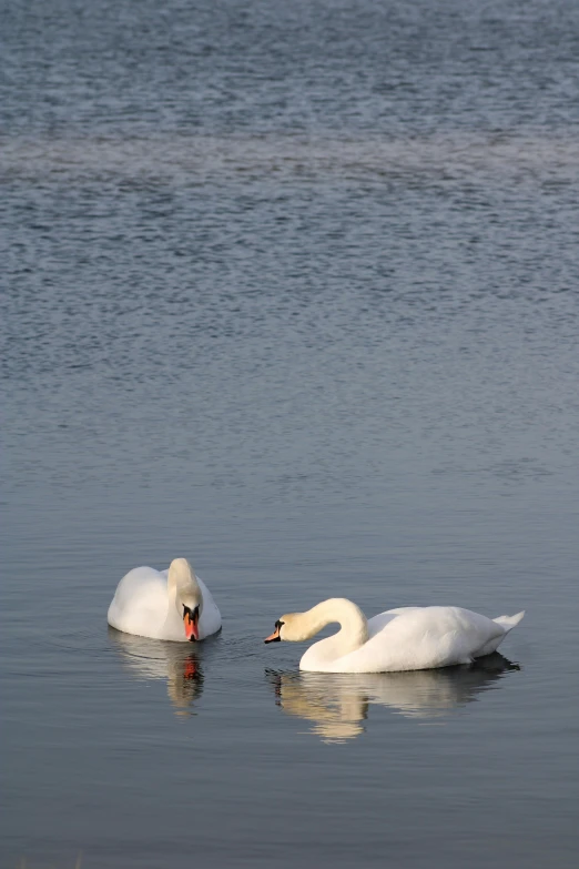 two swans floating on top of a body of water