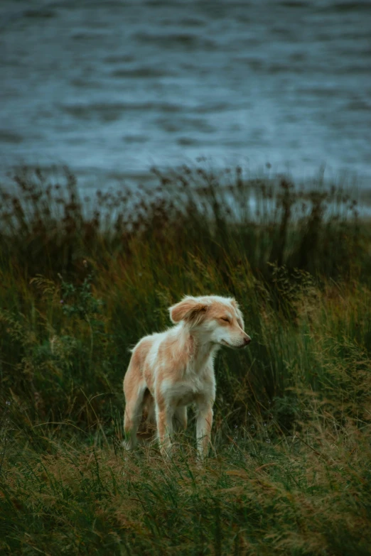 a brown and white dog standing on top of a grass covered field