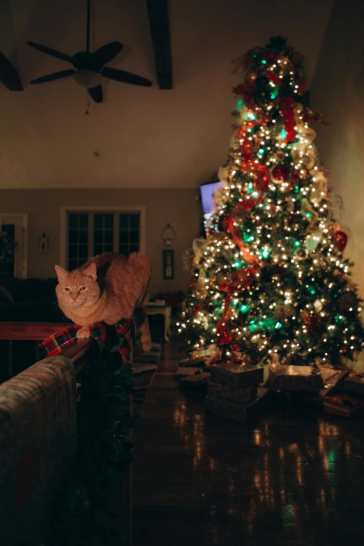 a lighted christmas tree stands against a large window in a dark room