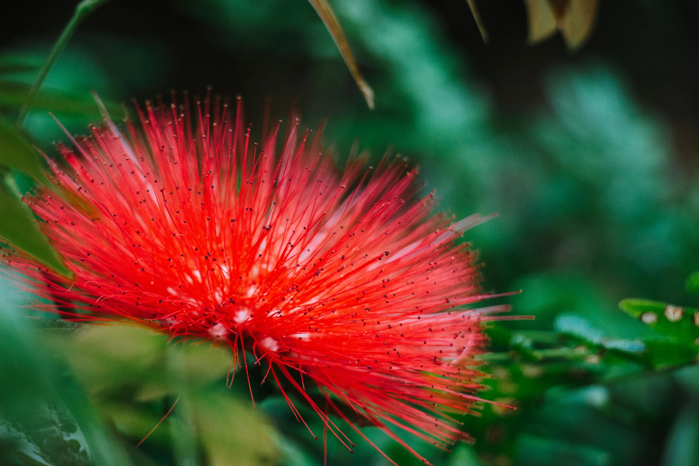 the red flower has green leaves in front of it