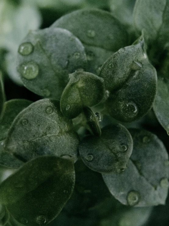 a group of leaves that are outside next to each other