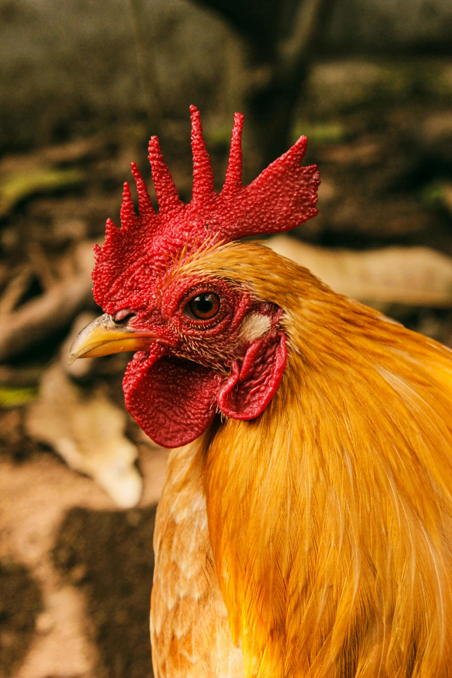 a close up of the head of a rooster