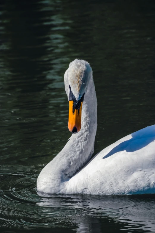 there is a duck floating on the water and has a yellow beak