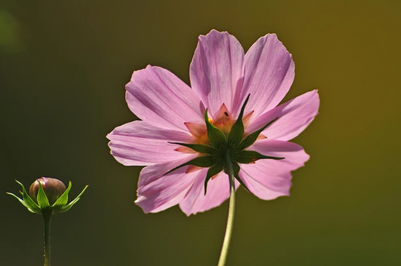 two pink flowers are shown close up, one is blooming