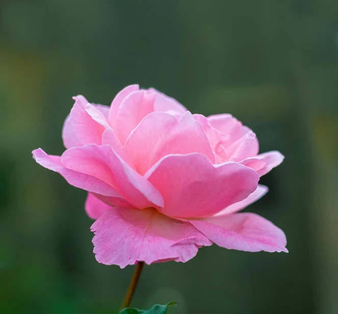 close up picture of a pink rose with green foliage