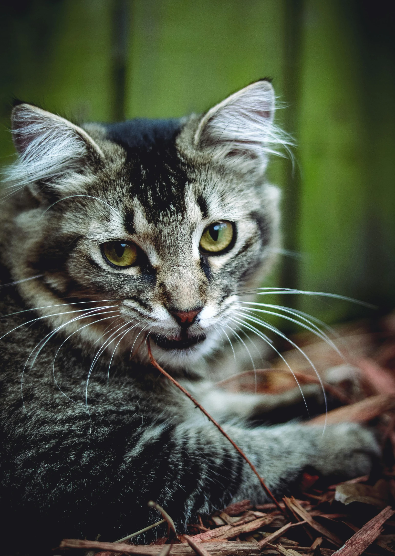 cat with green eyes sitting in an empty garden