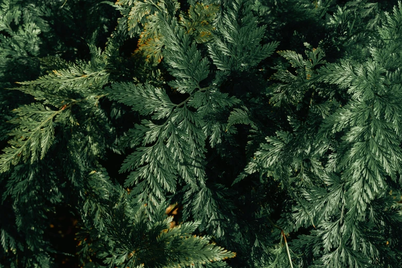 a lot of green leaves are on this plant