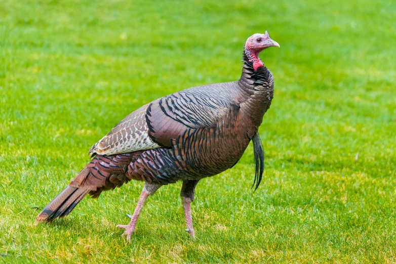 a wild turkey walks on the grass