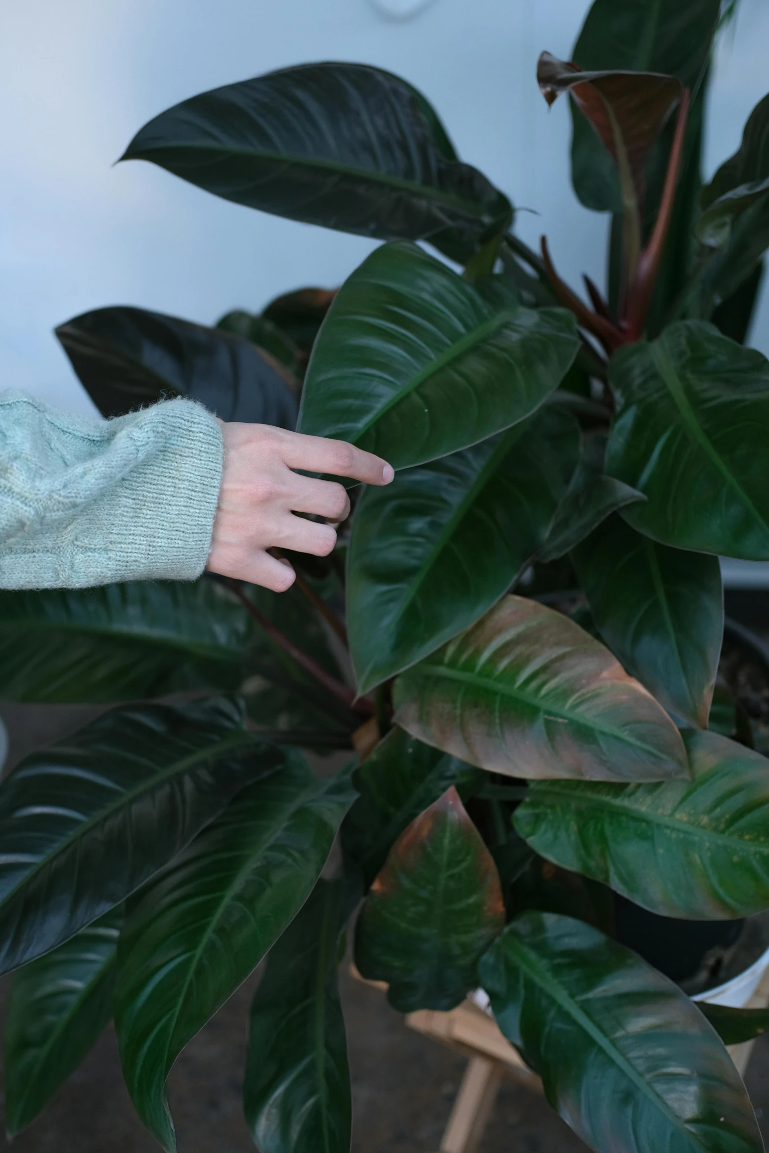 a person's hand that is holding a plant with dark green leaves