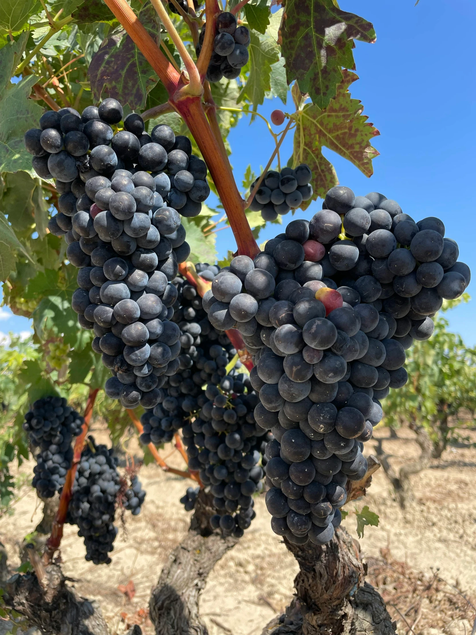 clusters of dark gs growing in a vineyard