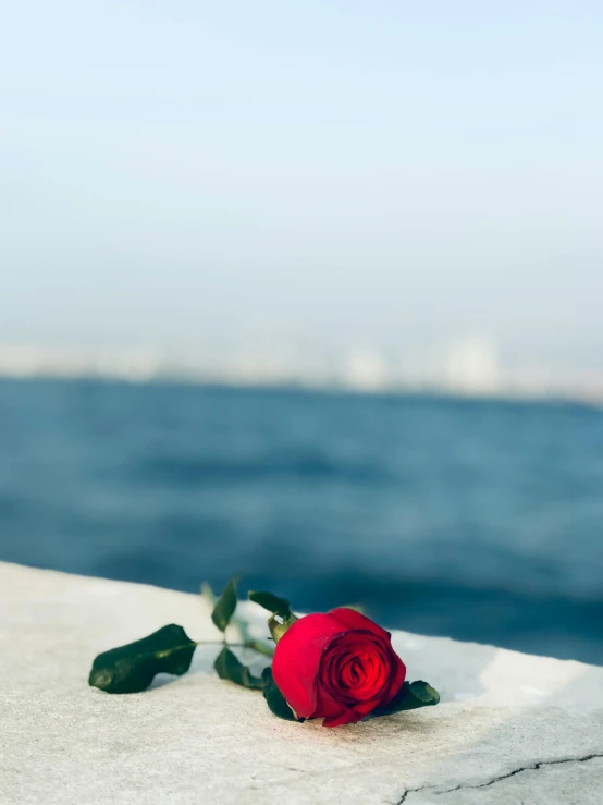 a single rose on the side of a wall near the ocean