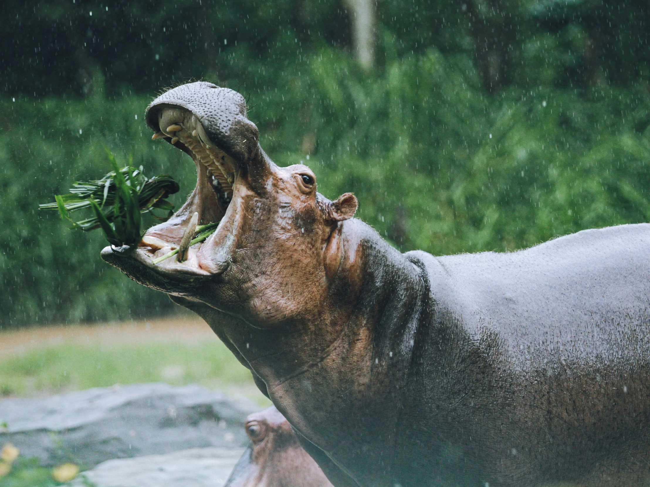 a hippopotamus with a bunch of greens inside its mouth