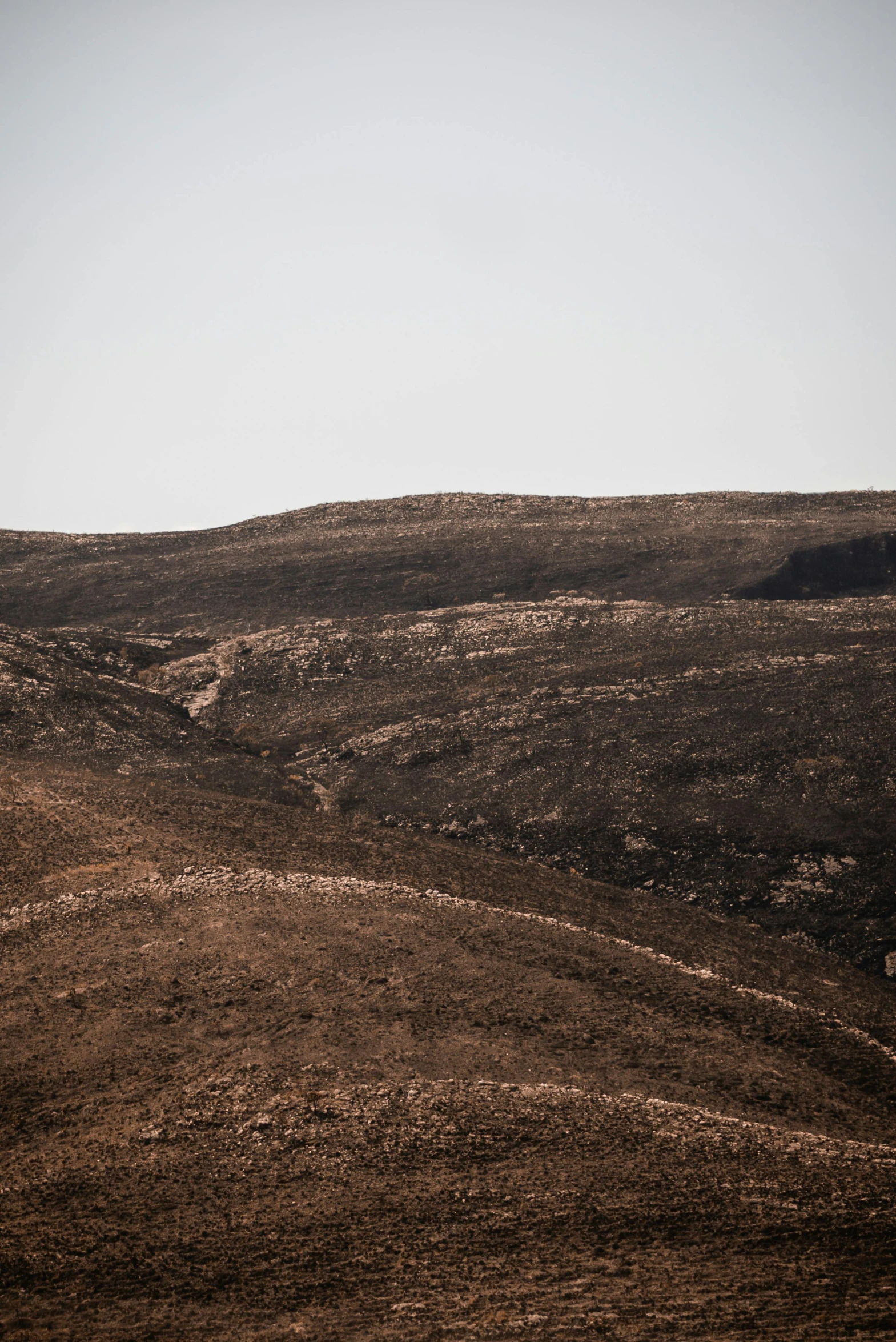 a lone tree is on the top of a hill