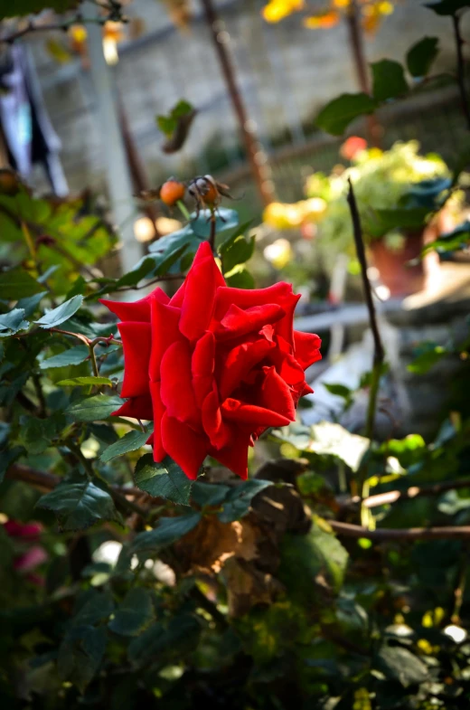 a red rose blooming in a garden