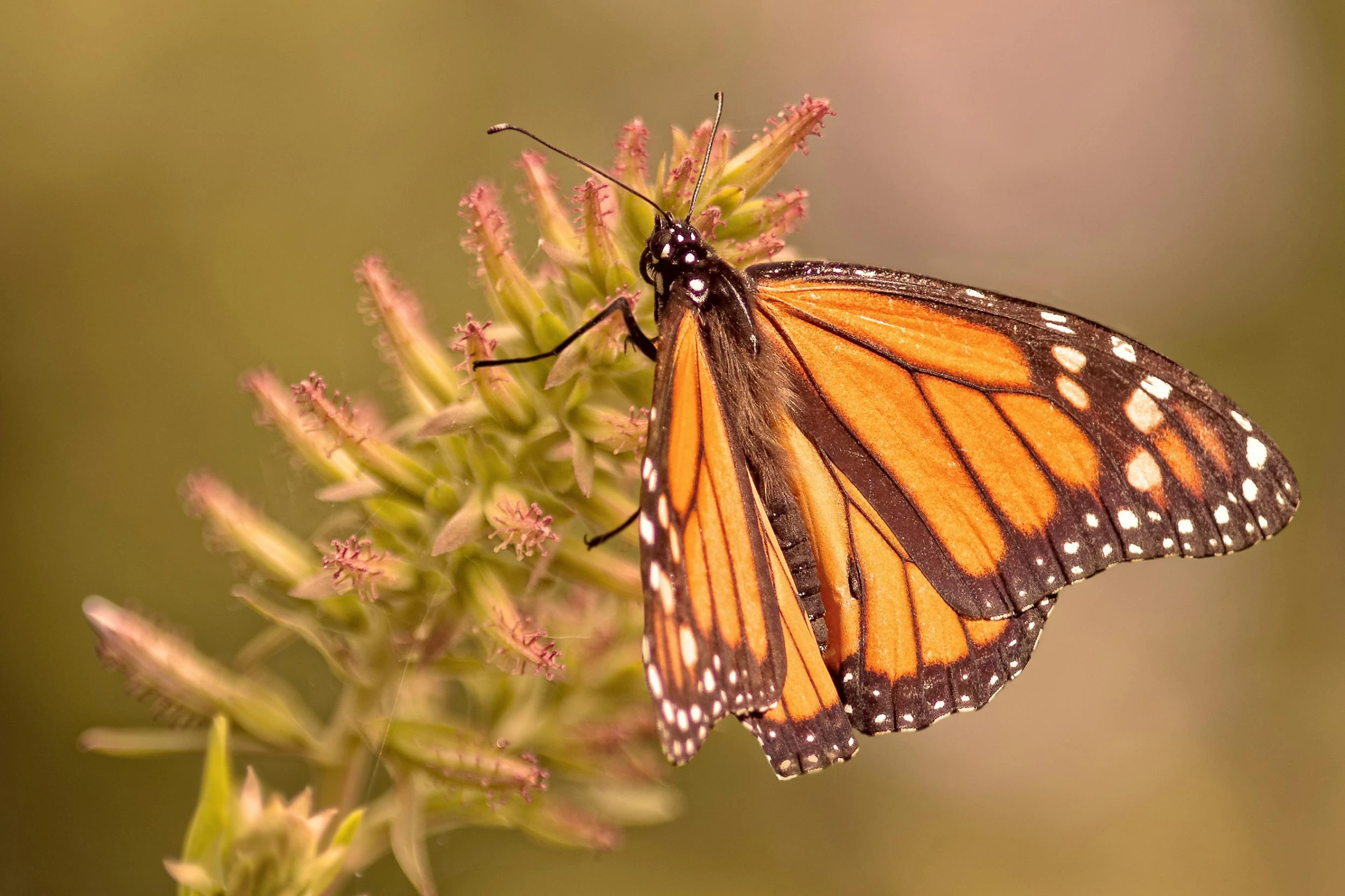 the erfly is on top of a small pink flower