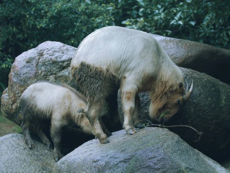 an adult and a baby bear are together at the zoo