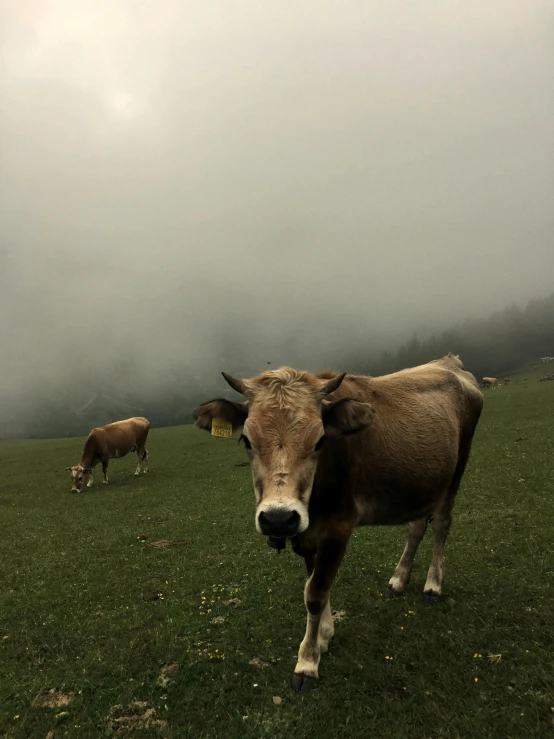 cows grazing in an open field with a gray sky