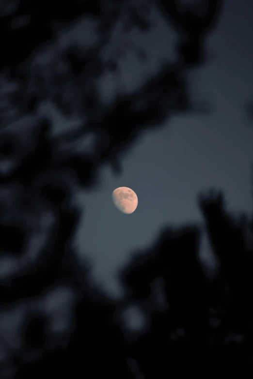 a full moon seen from an area near the tree limbs