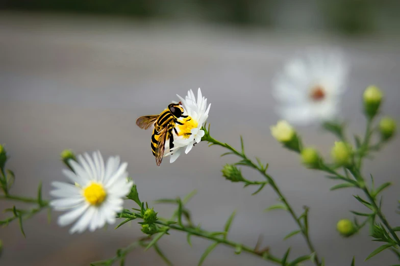 a honeybee on the back of some flowers