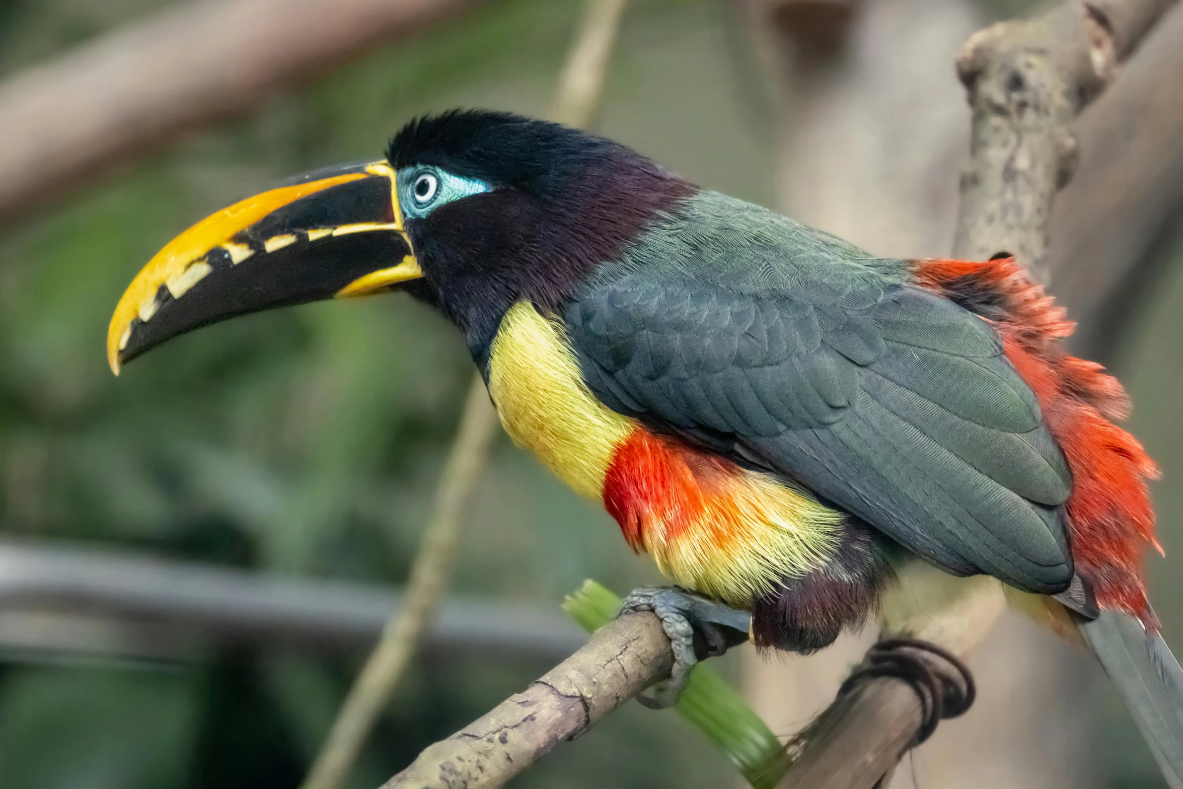 a colorful bird sits on a tree limb