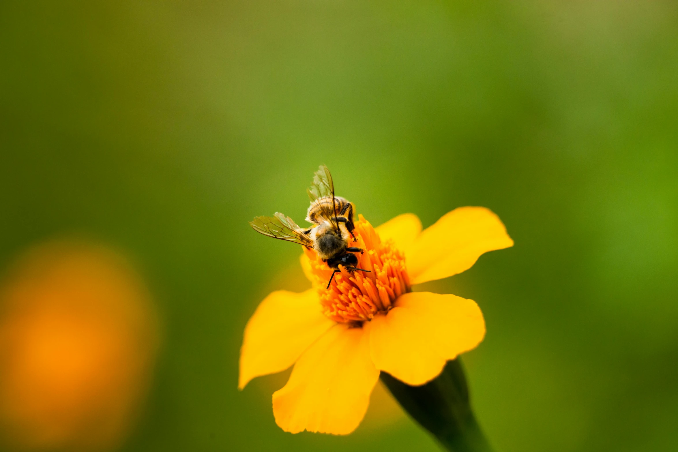 an insect on top of a flower