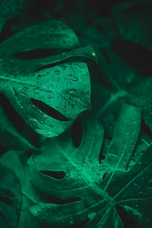 green leaves with drops of water on them