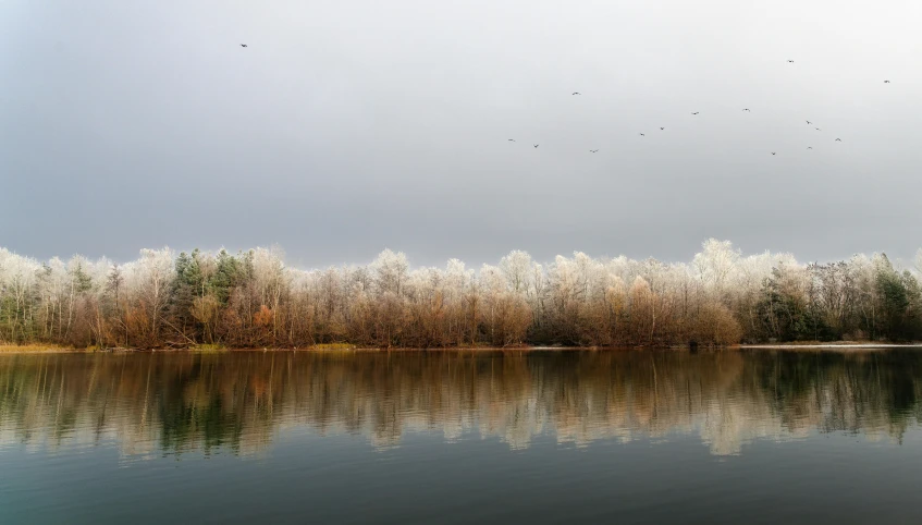 birds fly in the sky near water and some trees
