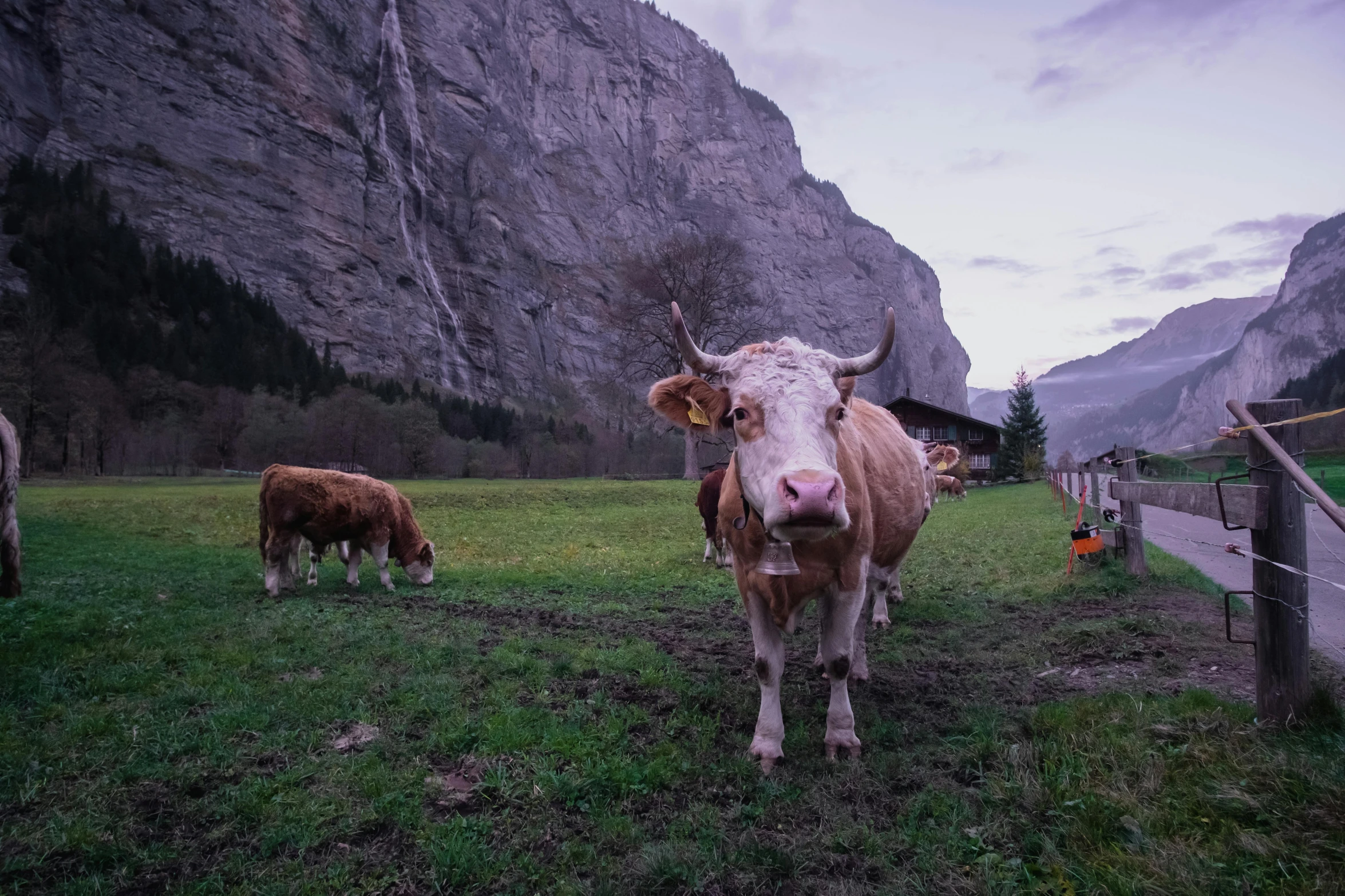 cattle grazing in an alpine pasture next to tall cliffs