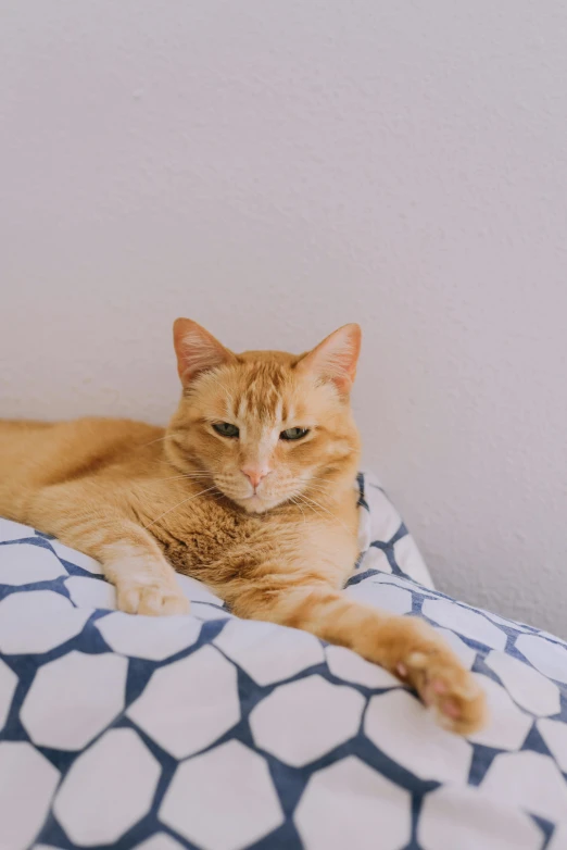 the orange cat is laying down on the comforter