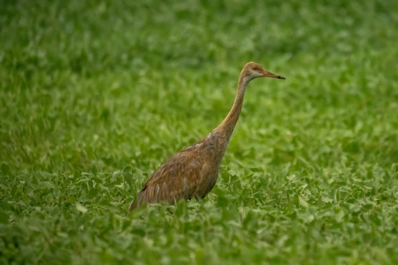 an image of a bird in the grass