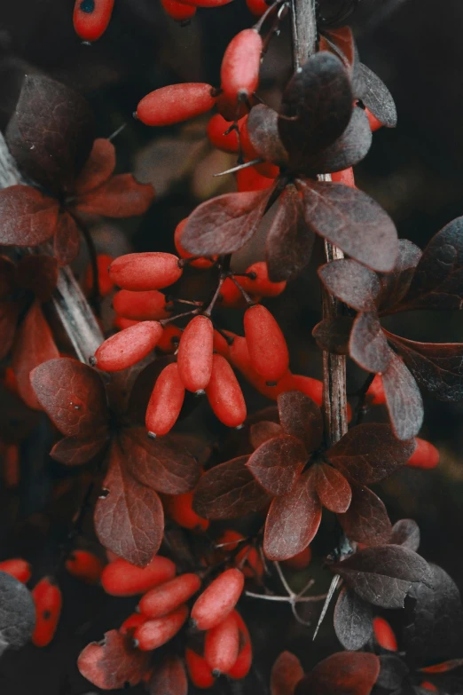 red berries hanging on a tree in autumn