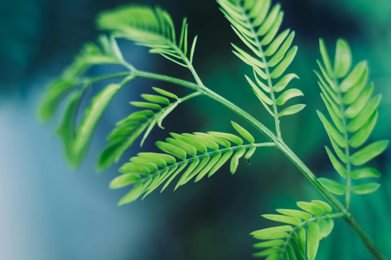 a very pretty green plant with small leaves