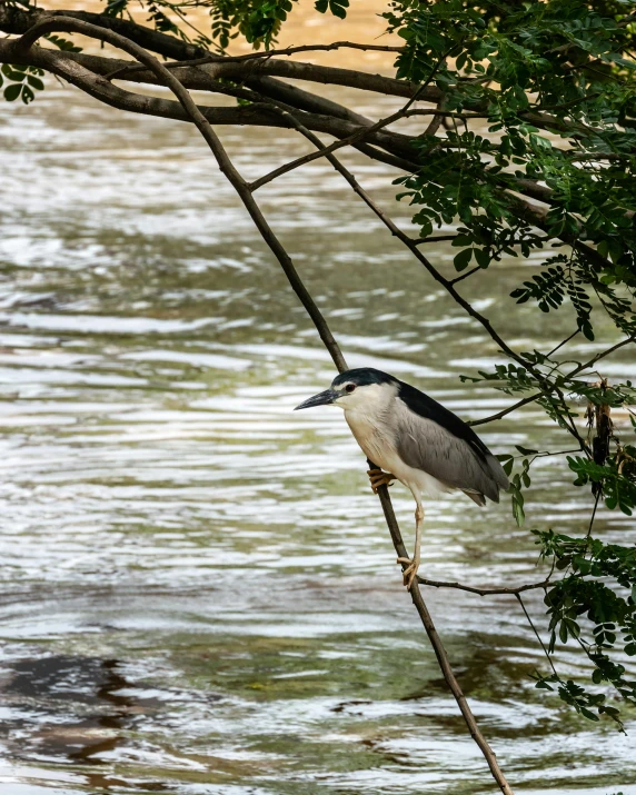 a black and white bird perched on top of a tree nch