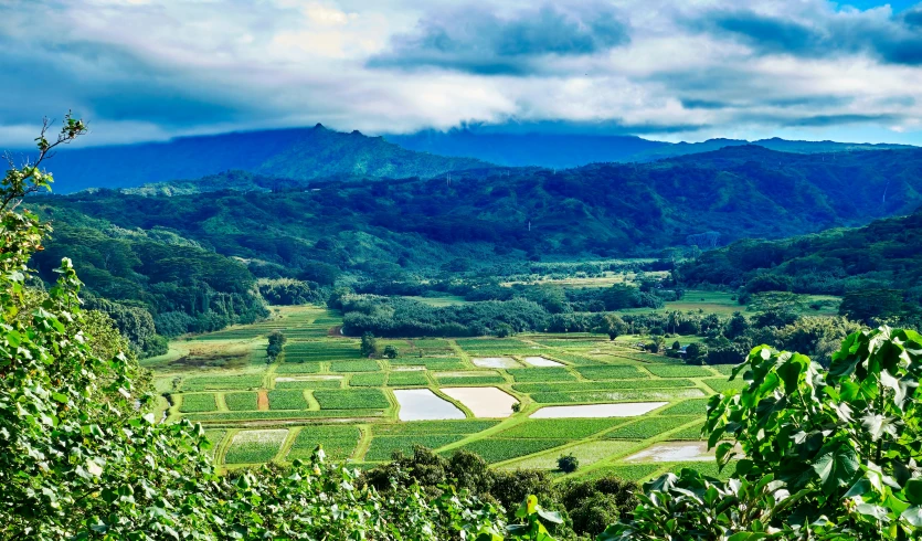 a mountain view with many trees and mountains