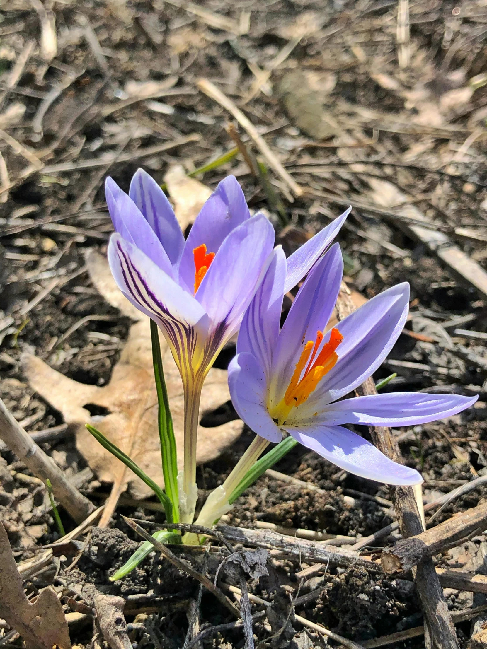 a pair of flowers are growing in the ground