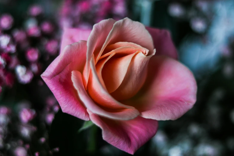 the large pink rose is sitting in a vase