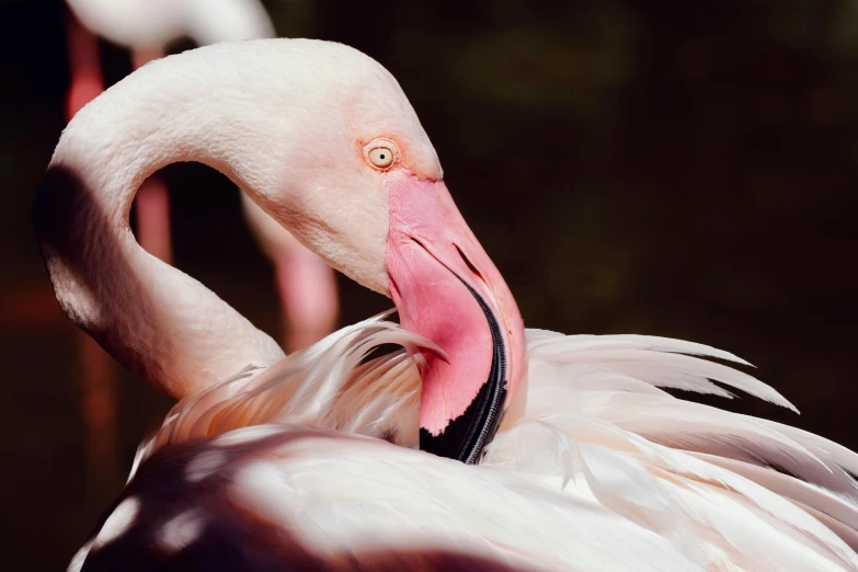 a white flamingo with a pink beak, looking off to the left