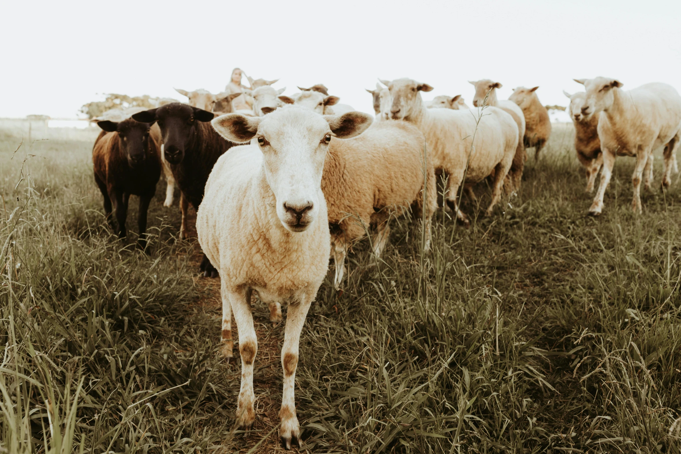 a herd of sheep walking down a lush green field