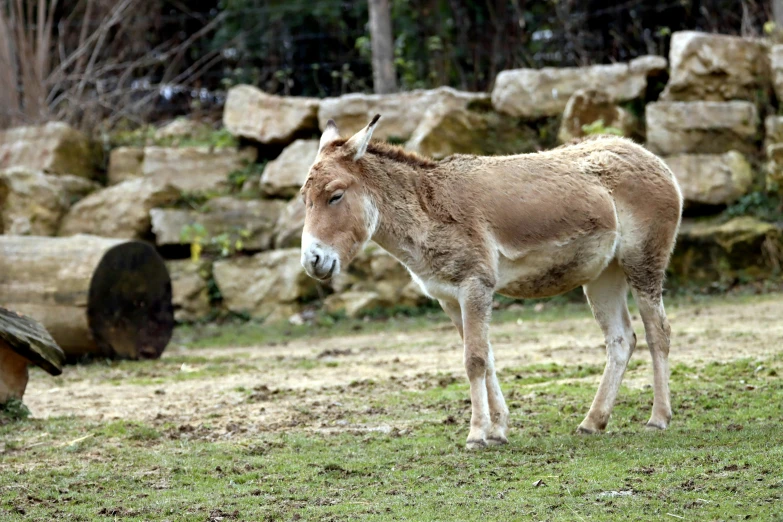 a brown horse stands alone in a field