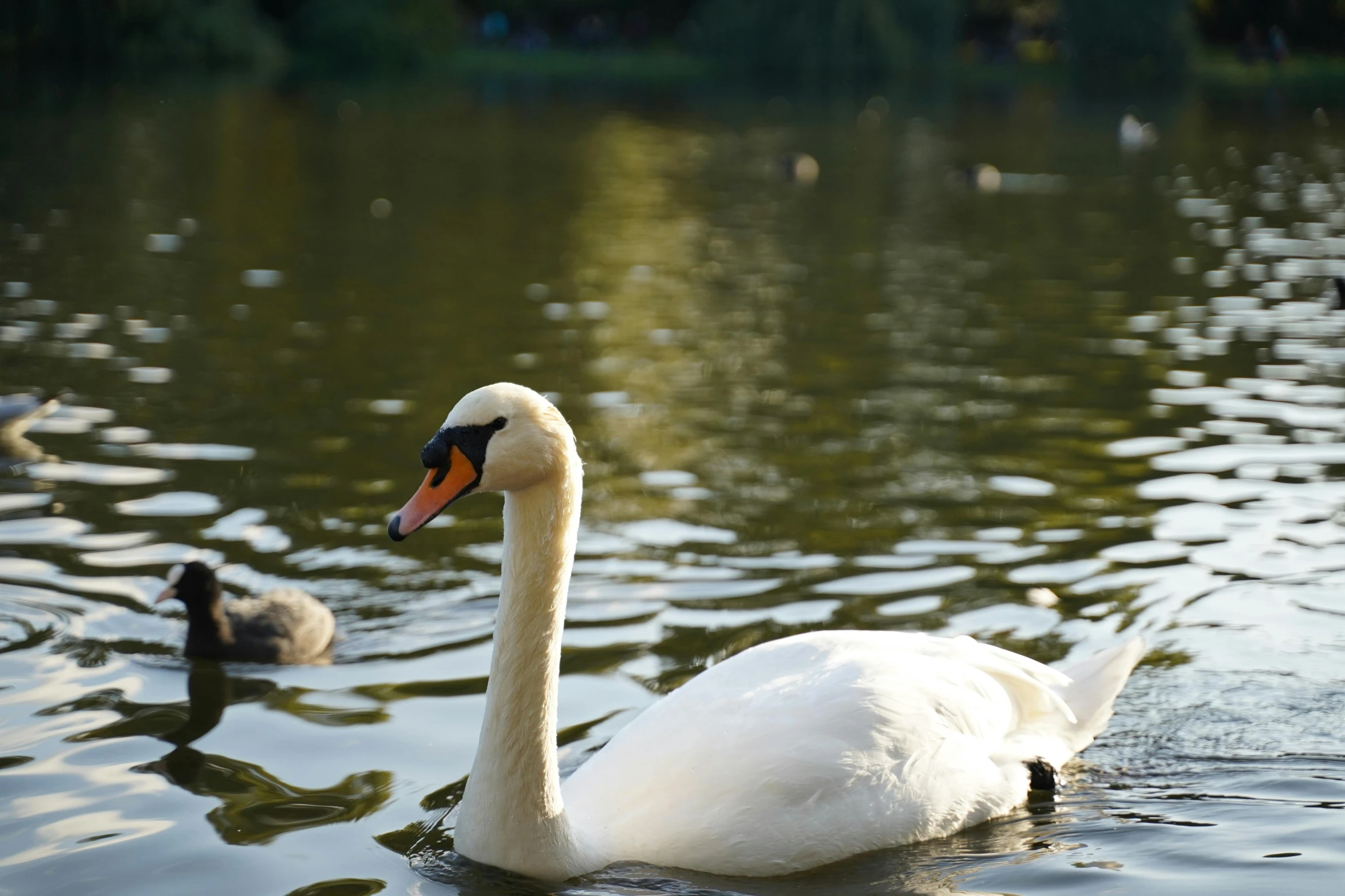 some small birds swimming in a pond with water reflections