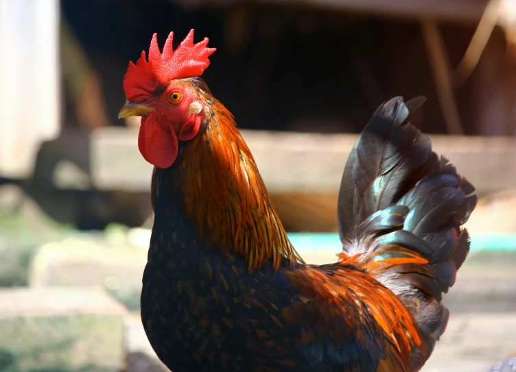 rooster with red head standing in front of rock wall