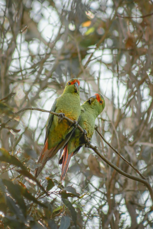 two green birds with red beaks perched on a tree nch