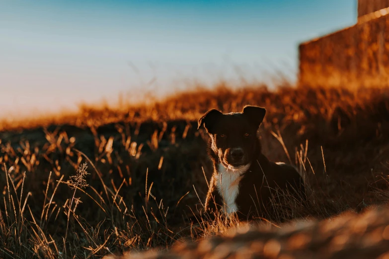 a dog sits on the ground near a wall