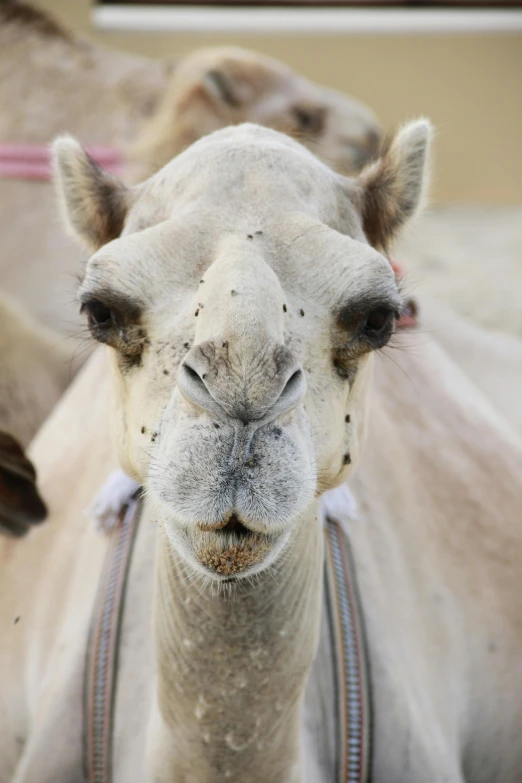 close up of the upper half of a camel