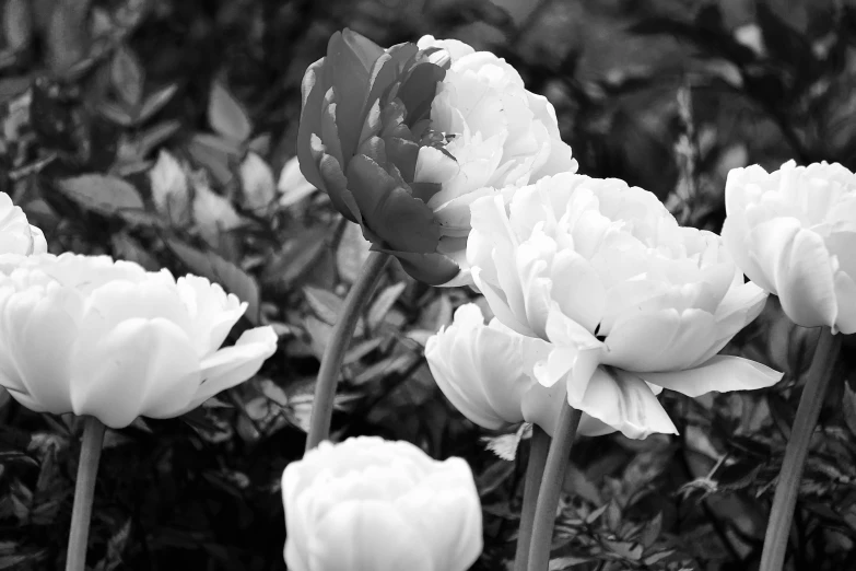 some white flowers growing in a garden